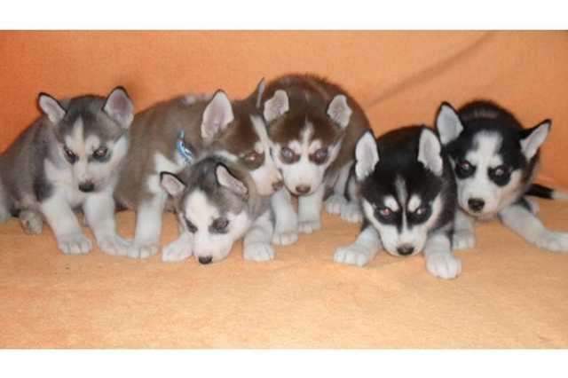 Siberian Sibirien Husky Welpen Reinrassig